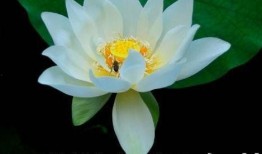 网红吃瓜头像插画图,揭秘网络红人的趣味生活瞬间