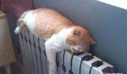 肥猫最新爆料新闻