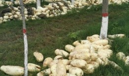 邯郸肥乡新瓜最新爆料