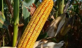 隆平高科最新爆料电话