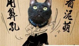 黑猫网红爆料视频下载安装,揭秘网红幕后生活