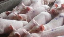 猪灌泥浆爆料视频大全图片,揭秘网络爆料的真相与争议