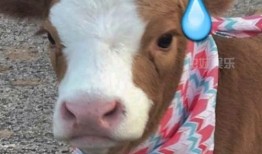 娱乐吃瓜酱火象,吃瓜酱带你领略激情四溢的娱乐圈风云