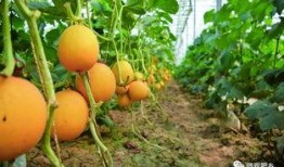 邯郸肥乡新瓜最新爆料