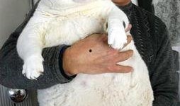 肥猫最新爆料新闻