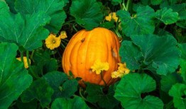 吃瓜百万网红排行榜最新,揭秘热门网红背后的故事与影响力